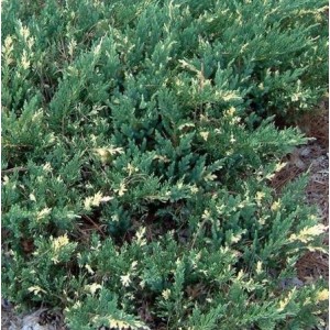 Juniperus chinensis 'Expansa Variegata' / Hiina kadakas 'Expansa Variegata'